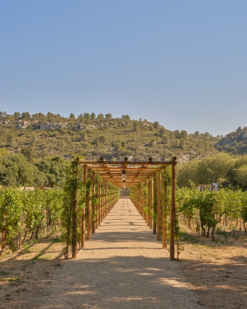 chateau d'estoublon vineyard