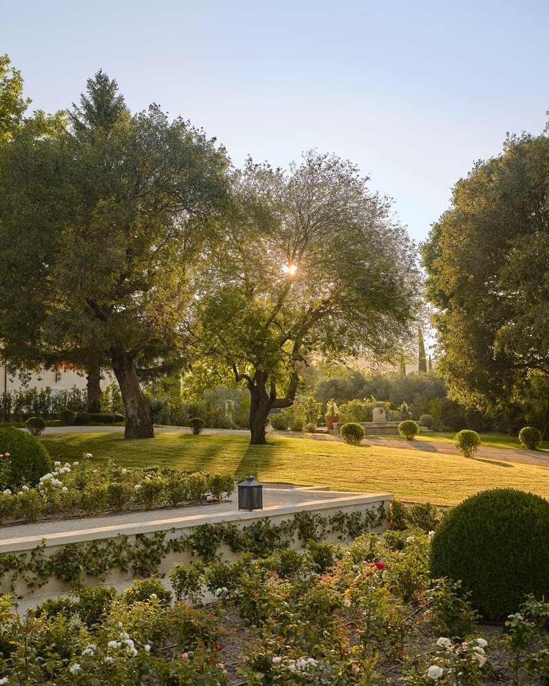 Olivie tree of chateau d'estoublon