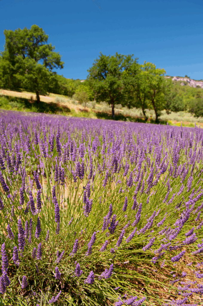 french luberon